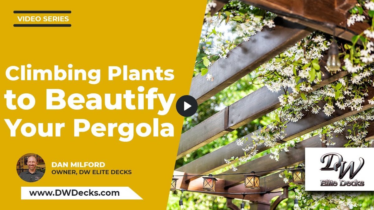 climbing plants to beautify your pergola